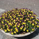 garten-beet-blumen-fink-2