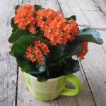 zimmerpflanzen-blumen-fink-05