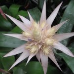 zimmerpflanzen-blumen-fink-01