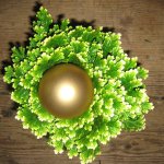 zimmerpflanzen-blumen-fink-02