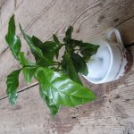 zimmerpflanzen-blumen-fink-03