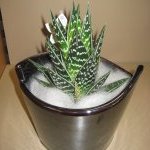 zimmerpflanzen-blumen-fink-04