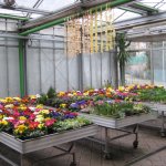 gaertnerei-blumen-fink-01