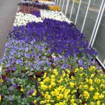 gaertnerei-blumen-fink-02