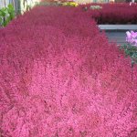 gaertnerei-blumen-fink-04