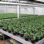 gaertnerei-blumen-fink-08