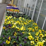 gaertnerei-blumen-fink-10