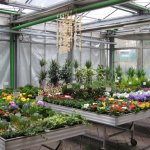 gaertnerei-blumen-fink-07