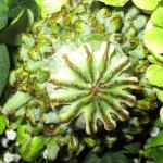 gestecke-blumen-fink-5