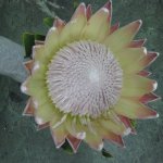 strauss-blumen-fink-04