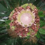 strauss-blumen-fink-05