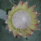 Sträuße & Gestecke